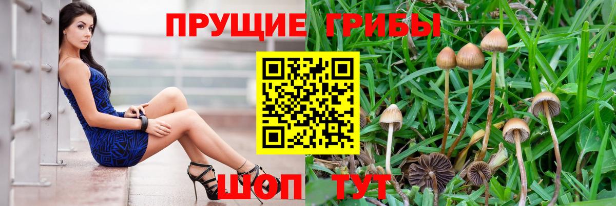 Псилоцибиновые грибы GOLDEN TEACHER Камень-на-Оби